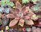 Graptoveria 'Ruby Donna' 3" Succulent Plant