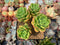 Echeveria 'Peridot' 4" Cluster Succulent Plant
