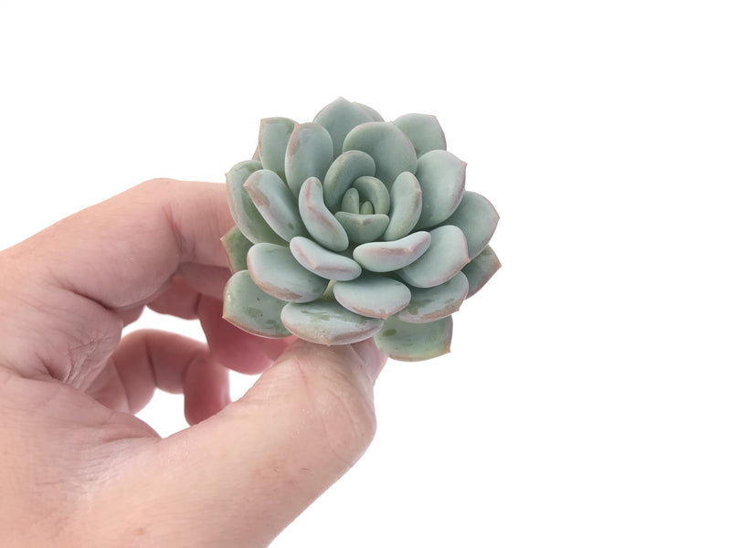 Echeveria 'Ice Cream' 2" Powdery Succulent Plant