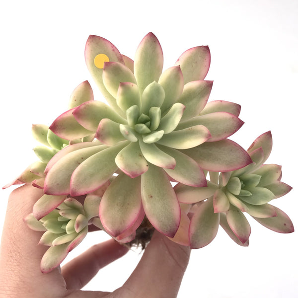 Echeveria 'Minibelle' Variegated Cluster 3"-4" Succulent Plant