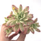 Echeveria 'Minibelle' Variegated Cluster 3"-4" Succulent Plant