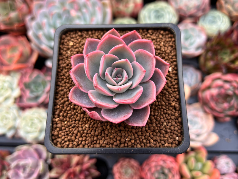 Echeveria 'Tinkerbell' 2" Succulent Plant