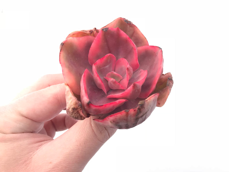 Echeveria Golden State Variegated 3” Rare Succulent Plant