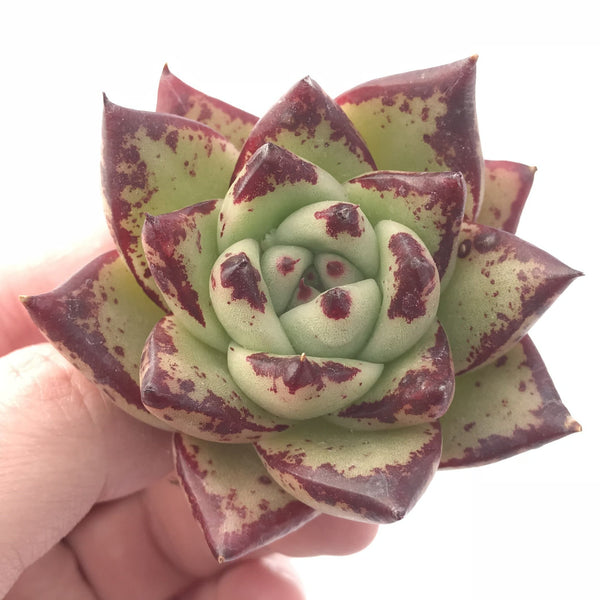 Echeveria Agavoides Montana 2” Rare Succulent Plant