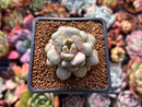 Graptoveria 'Amethorum' 1" Succulent Plant