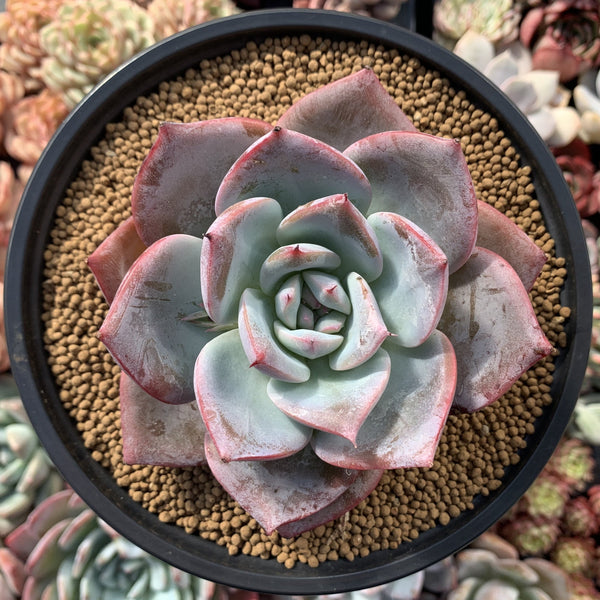 Echeveria 'Purple Giant' 4" Powdery Succulent Plant