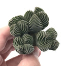 Crassula 'Buddha's Temple 2"-3" Succulent Plant