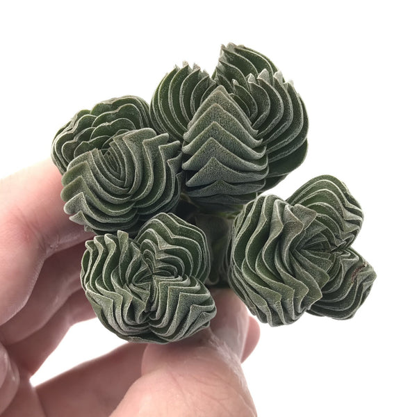 Crassula 'Buddha's Temple 2"-3" Succulent Plant