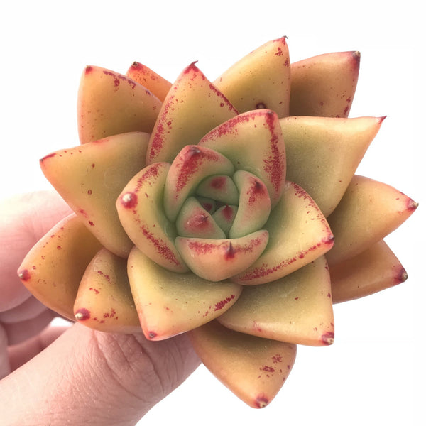 Echeveria Agavoides Mundy Selected Clone 2”-3” Rare Succulent Plant