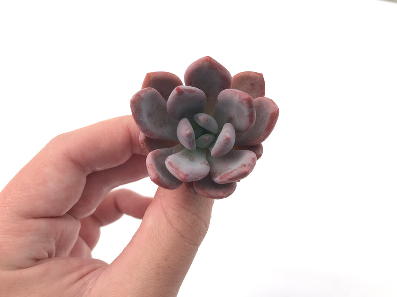 Echeveria 'Monroe Queen' 1"-2" New Hybrid Succulent Plant