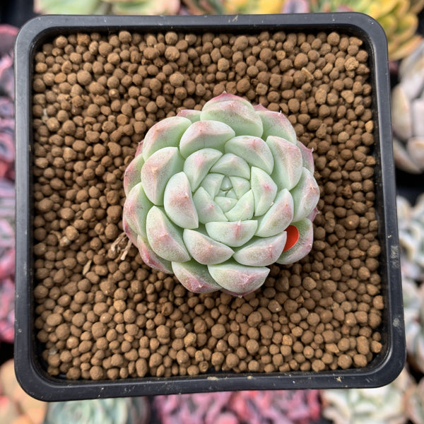 Echeveria 'Arba' 1" New Hybrid Powdery Succulent Plant