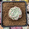 Echeveria 'Arba' 1" New Hybrid Powdery Succulent Plant