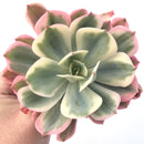 Echeveria 'Secunda' Variegated 4"-5" Succulent Plant