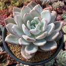 Echeveria 'Ivory' 7" Extra Large Powdery Succulent Plant