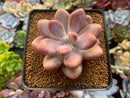 Graptopetalum 'Amethystinum' 2" Succulent Plant