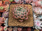 Echeveria 'Colby' 3" Succulent Plant