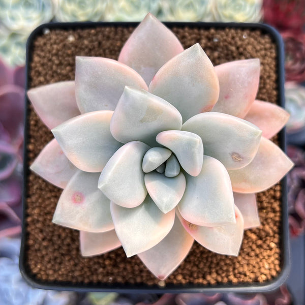 Graptopetalum 'Paraguayensis Awayuki' 2" Succulent Plant