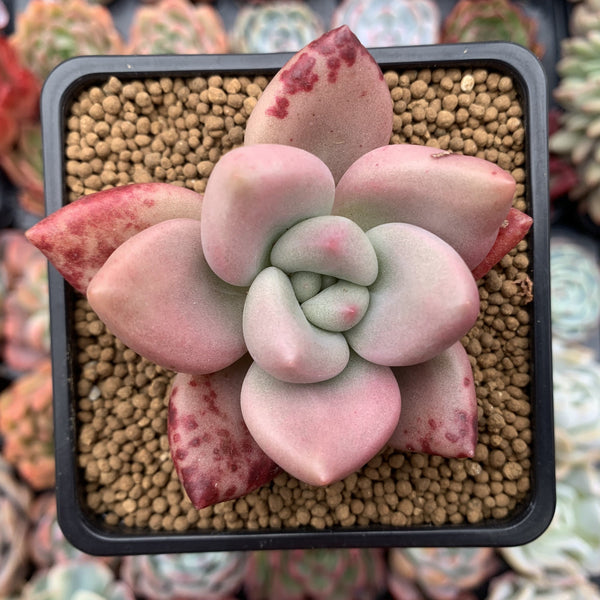 Graptoveria 'Ruby Donna' 3" Succulent Plant