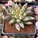 Pachyphytum 'Yeonji' 2" Succulent Plant