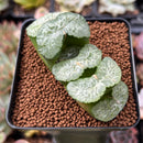 Haworthia Truncata 3" Large Succulent Plant