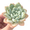 Echeveria 'Chloe' 3" Succulent Plant