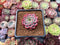 Echeveria 'Alliance' 1" Succulent Plant