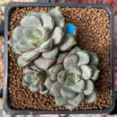 Graptoveria 'Amethorum' 2" Cluster Succulent Plant