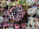 Echeveria 'Trumpet Pinky' 3" Succulent Plant