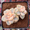 Graptoveria 'Titubans' Variegated 2” Cluster Succulent Plant