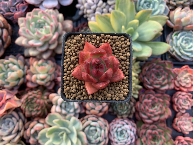 Echeveria Agavoides sp. 1" Small Succulent Plant