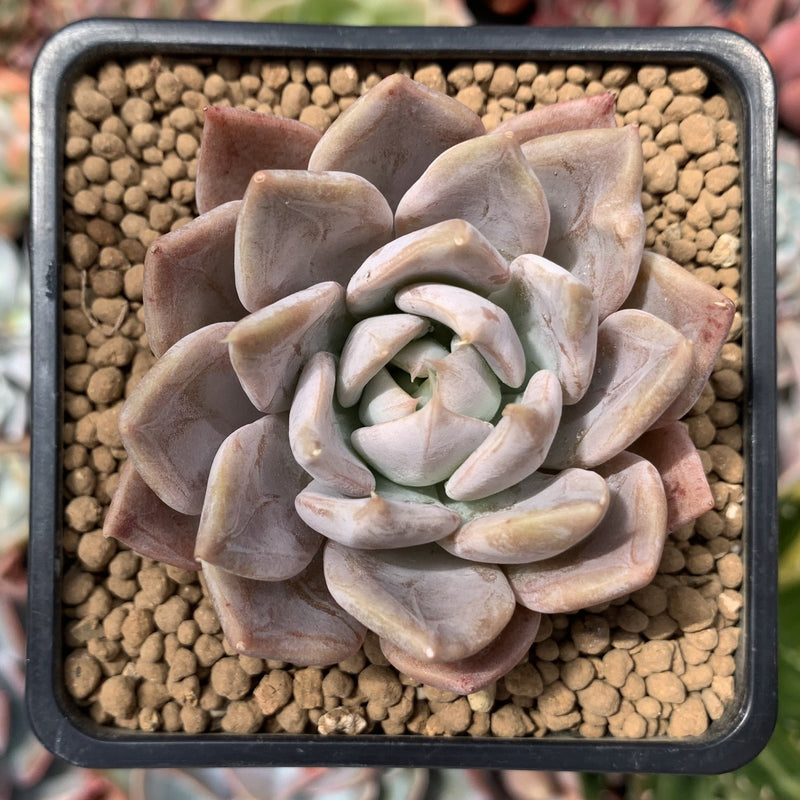 Echeveria sp. 2"-3" Succulent Plant