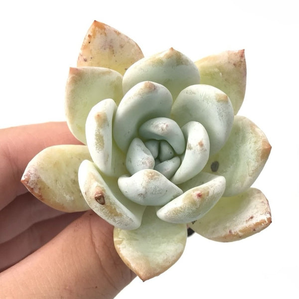 Echeveria 'Ivory' 3" Rare Succulent Plant