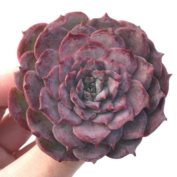 Echeveria 'Lovely' 3" Succulent Plant