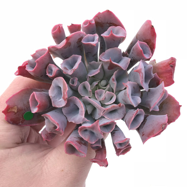 Echeveria Trumpet Pinky Large 4” Rare Succulent Plant