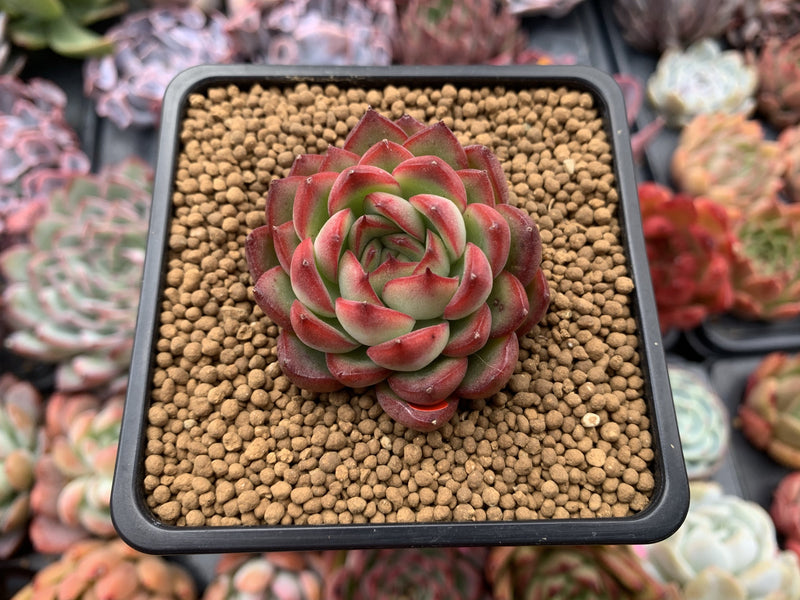 Echeveria Agavoides 'Pokeball' 1"-2" New Hybrid Succulent Plant