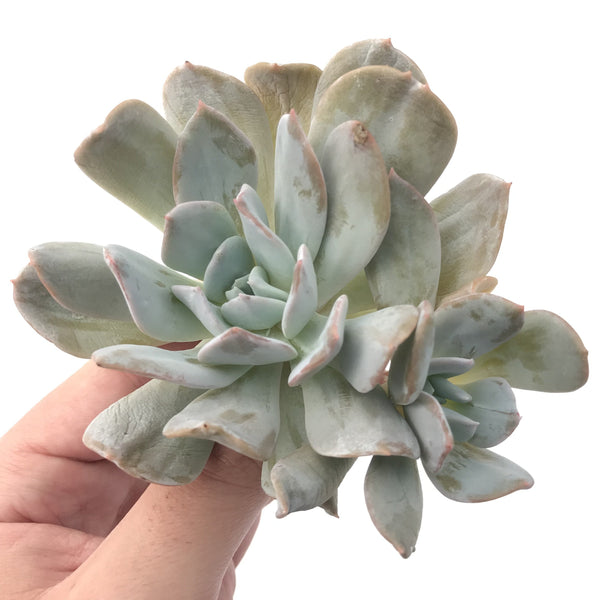 Echeveria 'Exotic' Laui x Topsy Turvery Hybrid 4" Powdery Succulent Plant