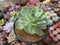 Greenovia Diplocycla 'Gigantea' 5"-6" Succulent Plant