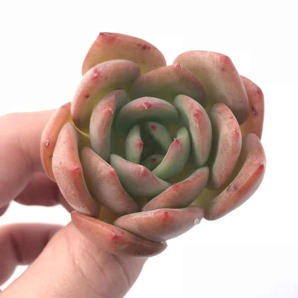 Echeveria Agavoides Golden Glow 2” Rare Succulent Plant