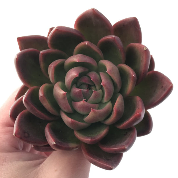 Echeveria Agavoides 'Abaresque' 4” Succulent Plant