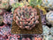 Echeveria Agavoides 'Blood Spirit' 2" Succulent Plant