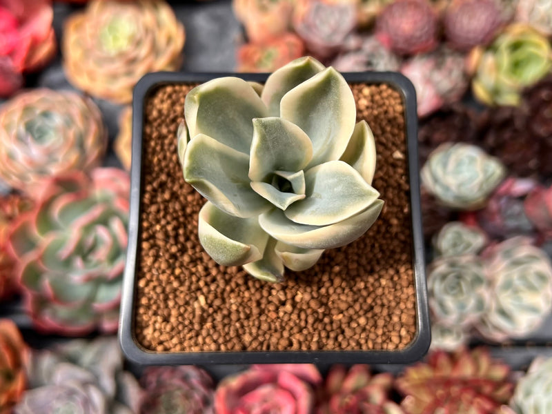 Graptoveria 'Fred Ives' Variegated 1" Succulent Plant