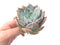 Echeveria 'Colorata' Hybrid 4” Powdery Succulent Plant