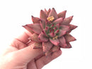 Echeveria Agavoides Sirius 3” Rare Succulent Plant