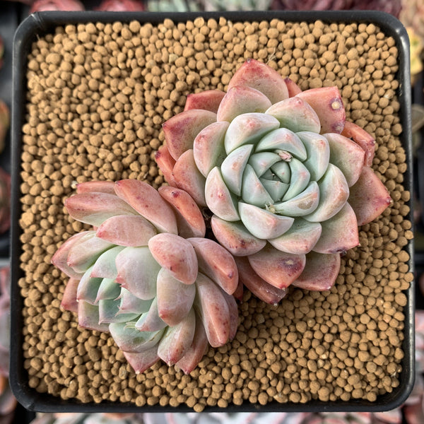 Echeveria 'Kolping' 3" Cluster Succulent Plant