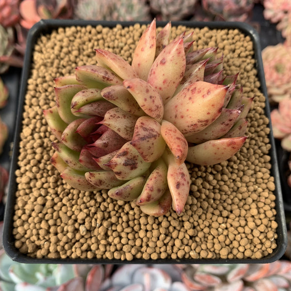 Echeveria Agavoides 'Black Rose' 4" Cluster Succulent Plant