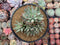 Pachyveria 'Bellgrave' Cluster 5"-6" Succulent Plant