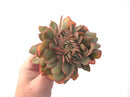 Echeveria 'Jin Cheol Hong' Crested Cluster 4"-5" Succulent Plant