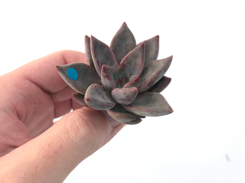 Echeveria Agavoides 'Tremolo' 1" New Hybrid Small Succulent Plant