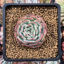 Echeveria 'Moon Harvest' 2" Powdery Succulent Plant