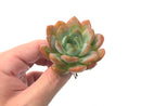 Echeveria 'Starmark' 3" Succulent Plant